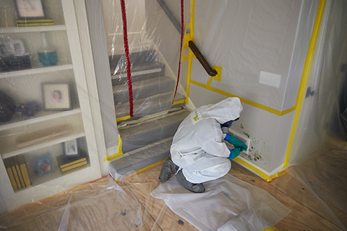 professional mold remediation technician at work